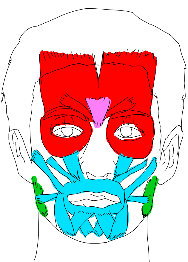顔の筋肉の色分け
