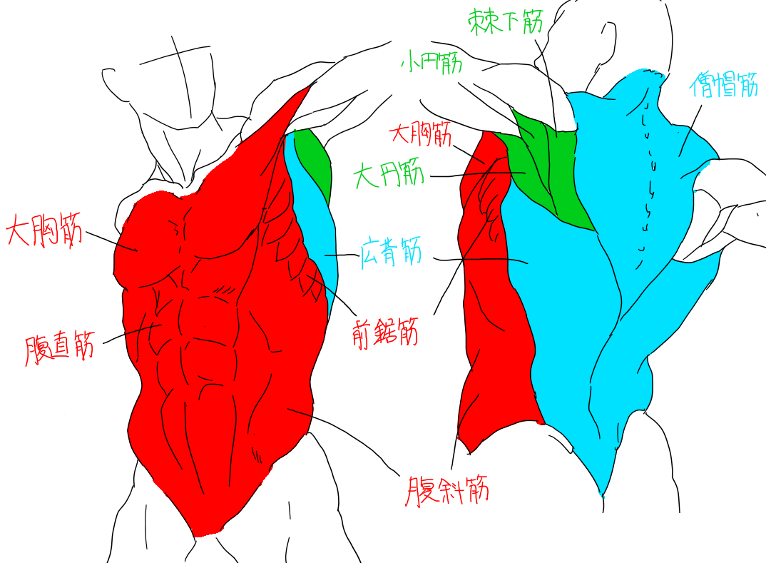 胴の筋肉の色分け