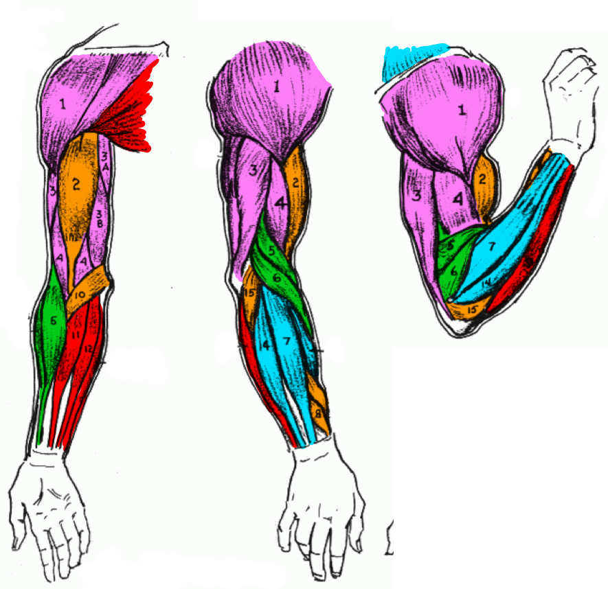 解体新書 人体デッサンの解剖学における筋肉の暗記術