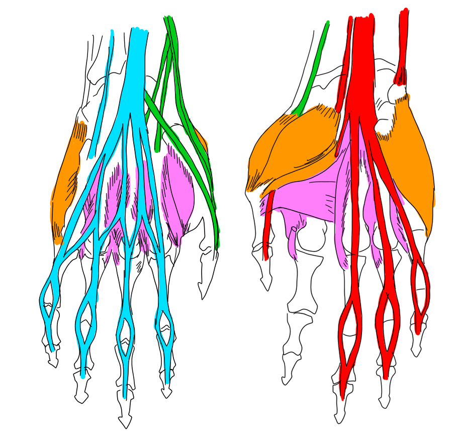 手の筋肉の色分け